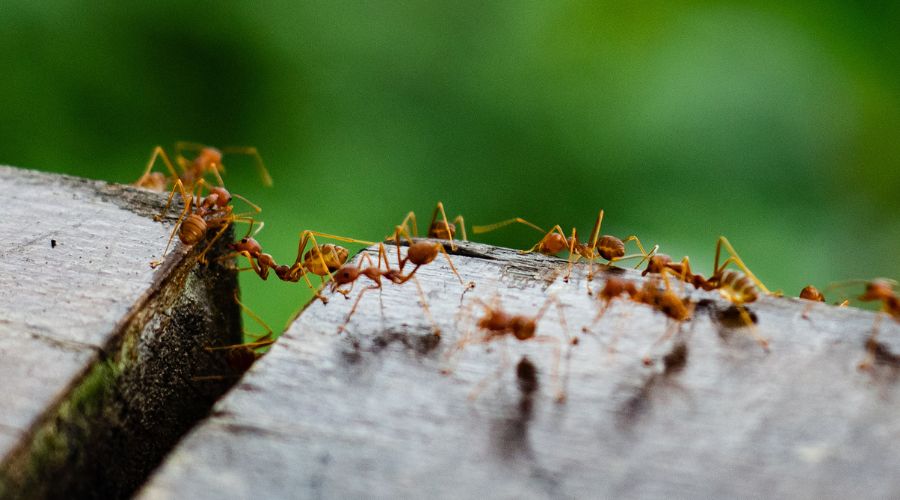 Ants Are Following a Scent Trail