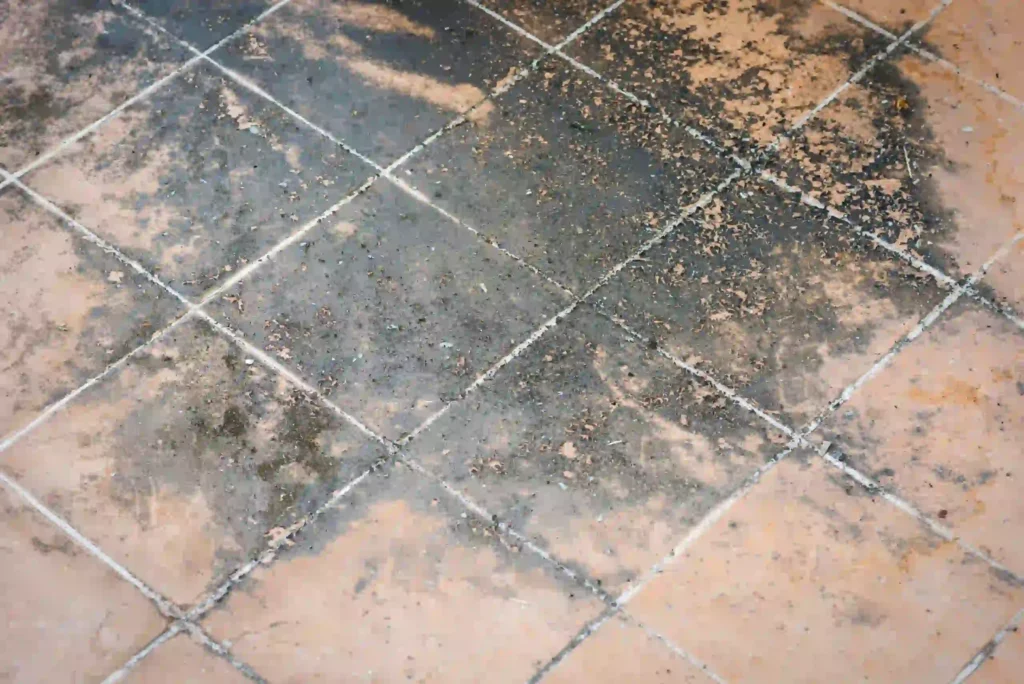 mold on the floor