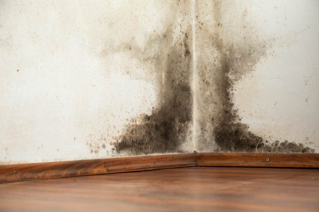 mold on wood floor